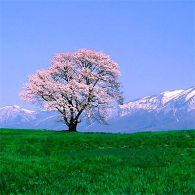 華住“安心360”全面升級 無接觸服務讓賓客安心過年